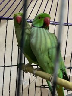 2 talking parrots only in 15k