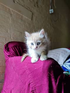 baby cat for sale Persian