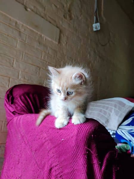 baby cat for sale Persian 1