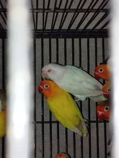 Albino Red eyes For Sale
