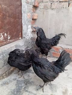 Ayam cemani black tounge trio for sale 0