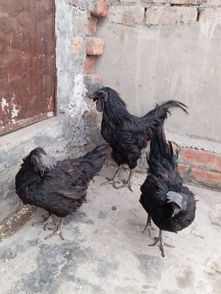 Ayam cemani black tounge trio for sale 1