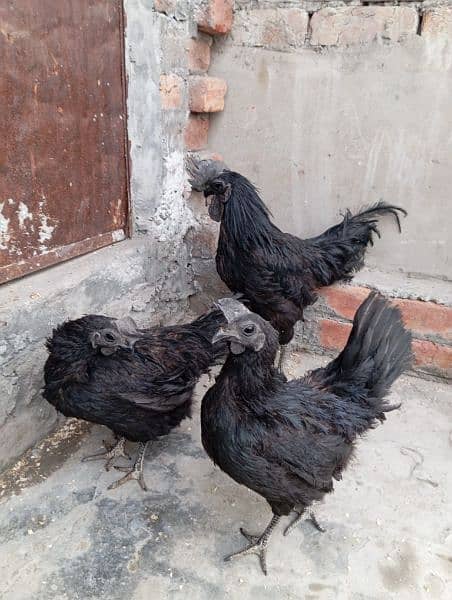 Ayam cemani black tounge trio for sale 2