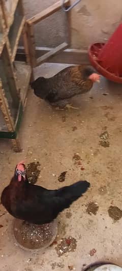 two hens adult. 4000/-each.