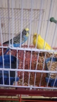 Budgie Pair For Sale