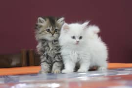 Persian Kittens Pure Male and Female Odd Eyes Pair