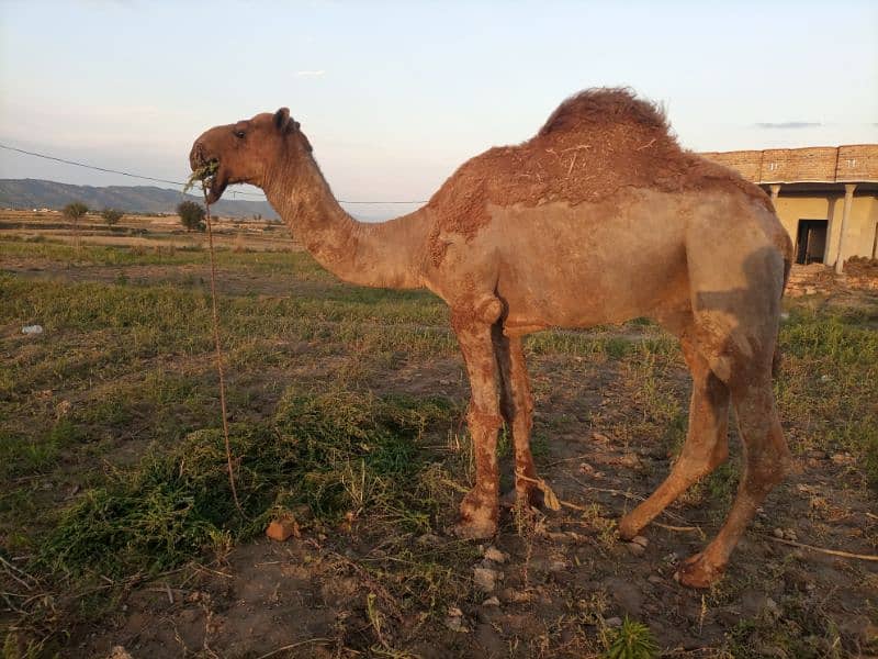 Camel For Sale 2