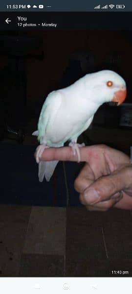 yellow and white Ring Neck green Ring Neck parrot for sale 4