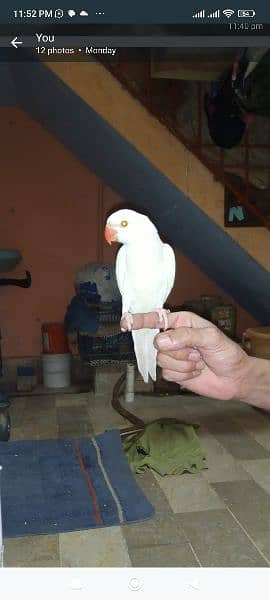 yellow and white Ring Neck green Ring Neck parrot for sale 5
