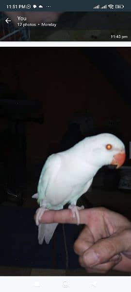 yellow and white Ring Neck green Ring Neck parrot for sale 7