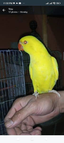 yellow and white Ring Neck green Ring Neck parrot for sale 8