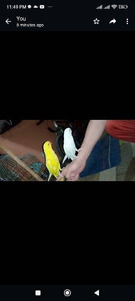 yellow and white Ring Neck green Ring Neck parrot for sale 9