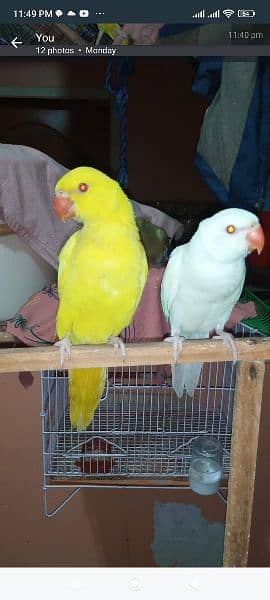 yellow and white Ring Neck green Ring Neck parrot for sale 10