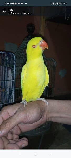 yellow and white Ring Neck green Ring Neck parrot for sale 11