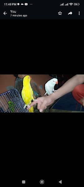 yellow and white Ring Neck green Ring Neck parrot for sale 12