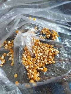 Maize and crushed maize 40 kg bag both are available