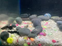 important guppies,Black moscow guppy, red blonde guppy,betta fish,