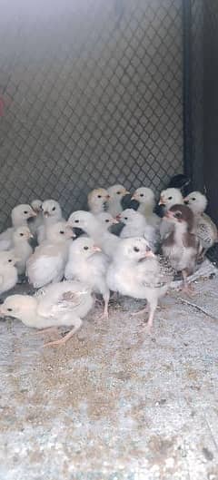 Aseel Chicks for sale
