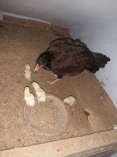 pure aseel maiwali ki murgi hai or 7 chicks hai healthy active hai