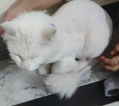 Persian cat white
