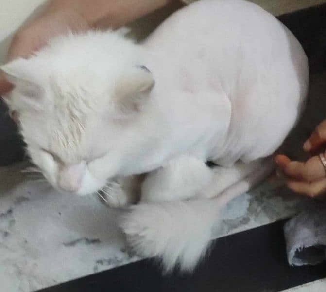 Persian cat white 0