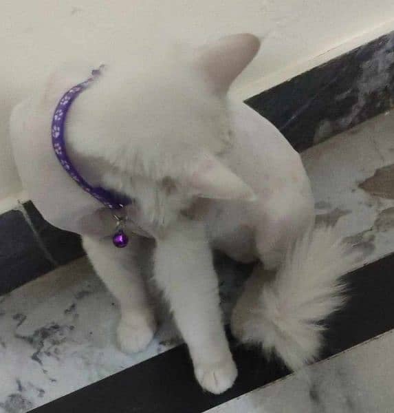 Persian cat white 1