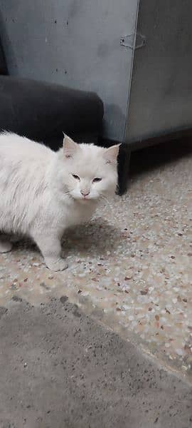 Persian cat white 2