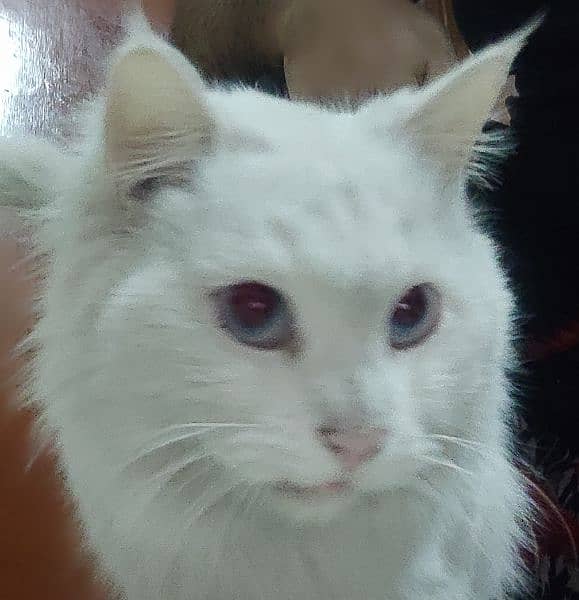 Persian cat white 3