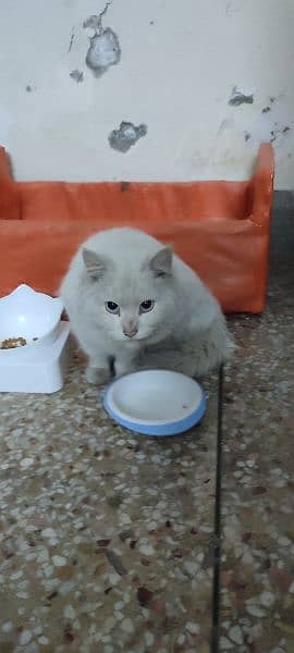 Persian cat white 4