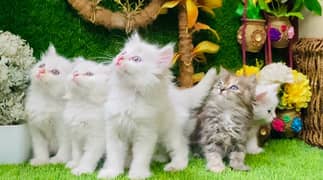perisan  beautiful kittens