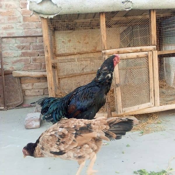 Aseel chicks, 2 Aseel Madia , Aseel roaster for sell 2