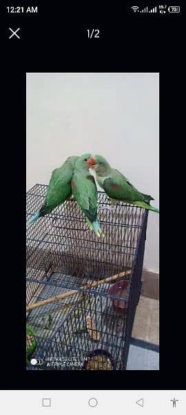 talking parrot chicks 2