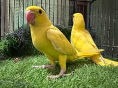 yellow lovebird parrot babies price pr piece