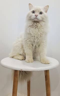 Persian male cat contact 03001555566