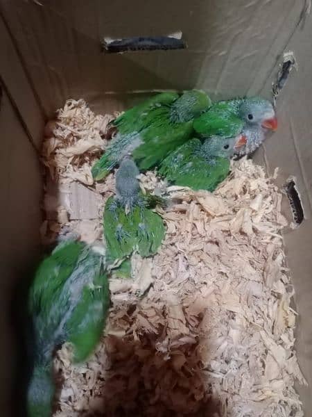 Ringneck k baby . age 1 month he. wattsap number. 0334 5631556 0