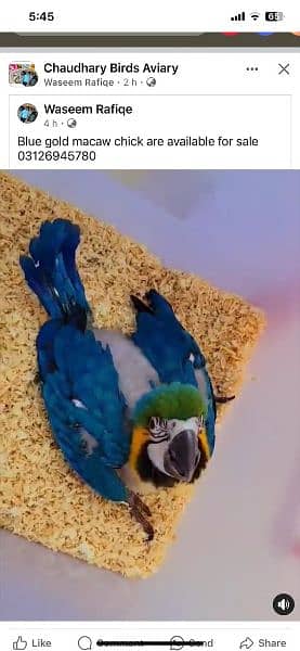 Macaw fully tamed available for sale Whatsapp 03126945780 7