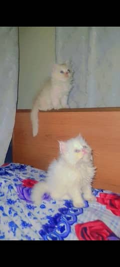 Persian Kitten Male Female Cat