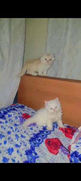 Persian Kitten Male Female Cat 1
