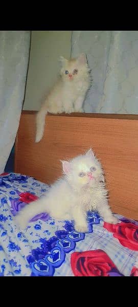Persian Kitten Male Female Cat 2