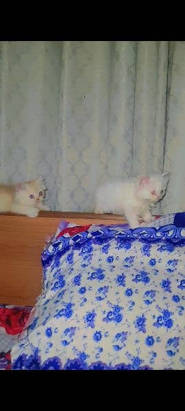 Persian Kitten Male Female Cat 3