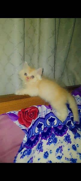 Persian Kitten Male Female Cat 4