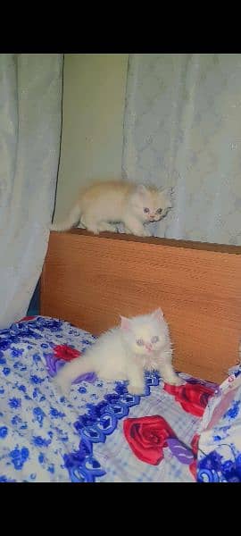 Persian Kitten Male Female Cat 5
