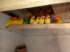 common lutino 4 pairs for sale all bird ok nail tail flying all ok