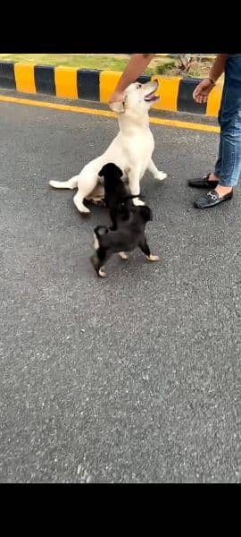 Labrador yellow colour family dog and also playing with baby 2