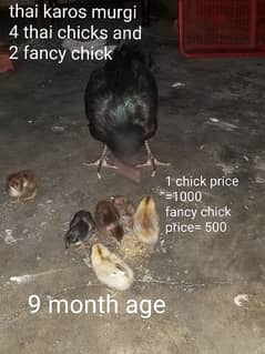 thai kros chicks and hens