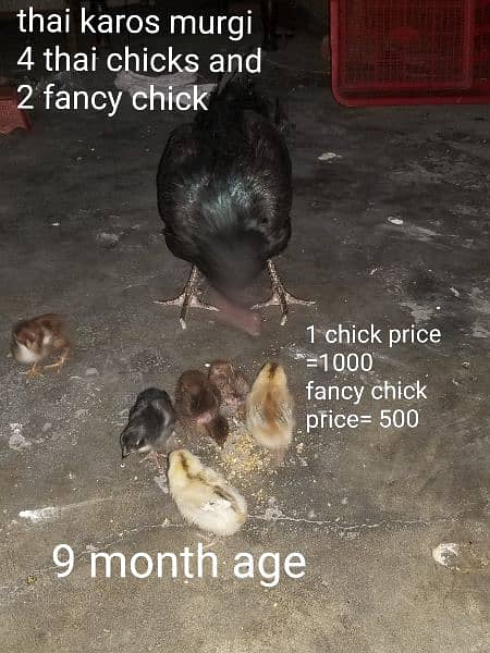 thai kros chicks and hens 0