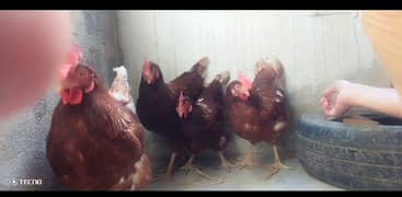 3 Egg laying lohman looking for new shelter urgent sell Karni h