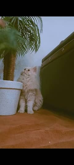 Ginger colour Persian cat
