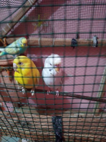 budgies breeder pair with cage 4