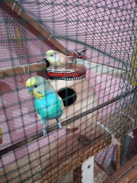 budgies breeder pair with cage 5